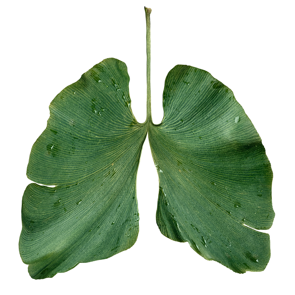 Ecology,Lungs,As,An,Environmental,And,Forestry,Conservation,Concept,Or