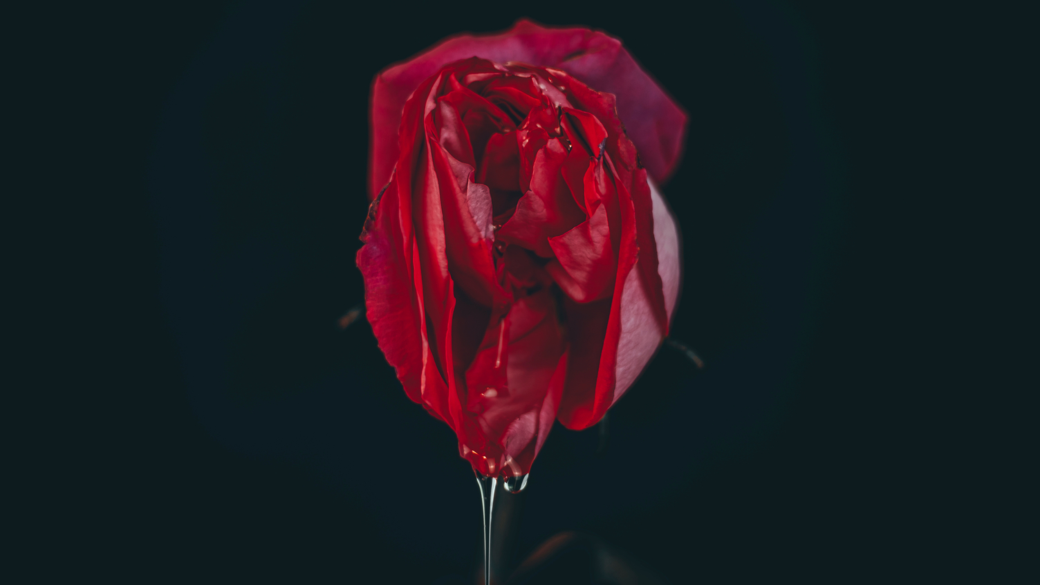 A,Rosebud,Mimicking,A,Female,Vulva.,Flower,Vagina,With,Lubrication